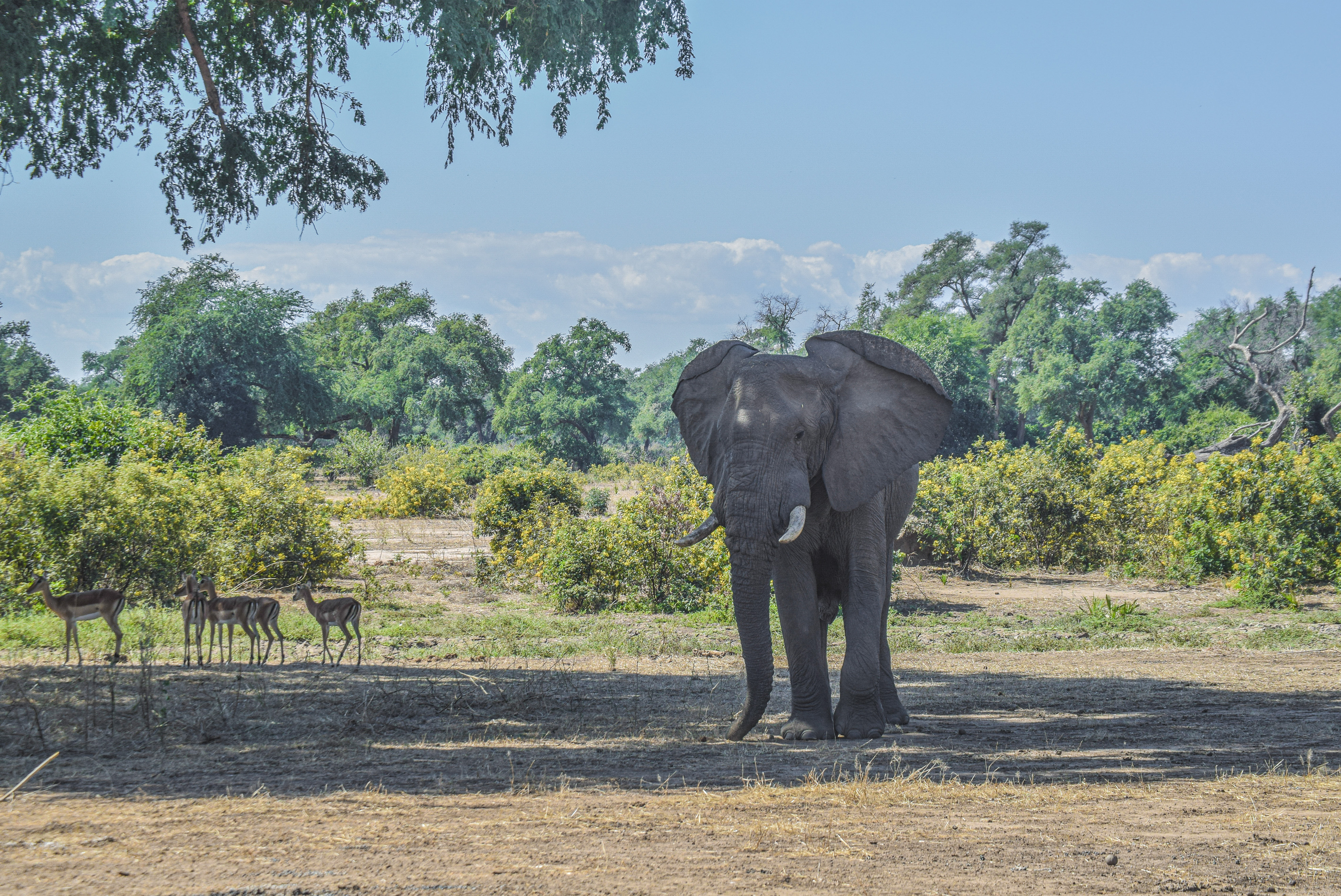 Game drive Safaris 2