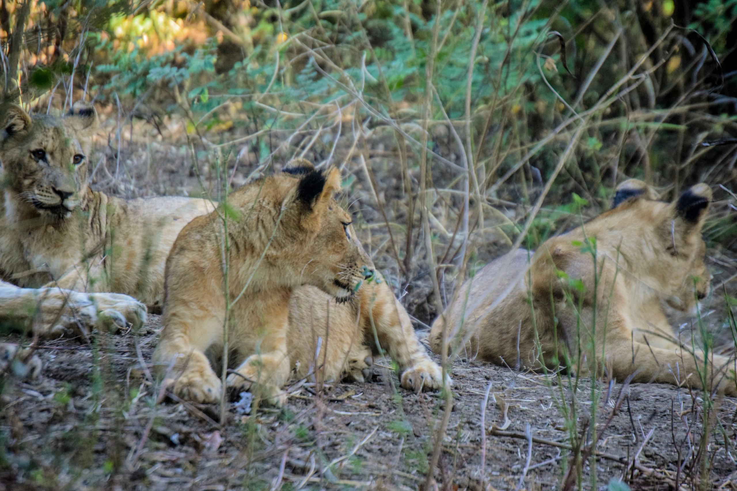 Game drive Safaris 1